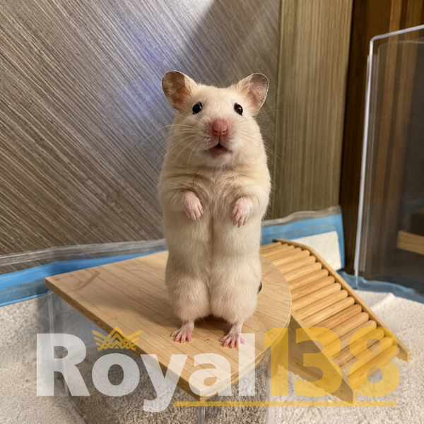ROYAL138